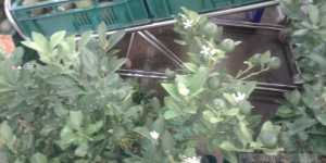 Мандариновые деревца в емкостях