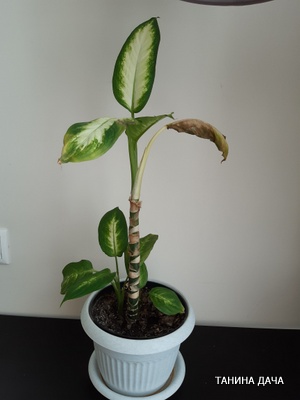 Диффенбахия Камилла. Загнивание листьев и вытянувшийся ствол