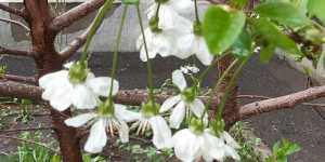 Декоративные кустарники. Чубушник