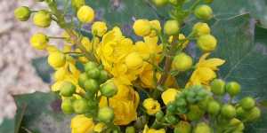 Декоративные кустарники. Магония падуболистная