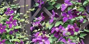 Декоративные кустарники. Клематис (ломонос). Начало