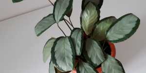 Калатея. Мое выращивание в комнатных условиях