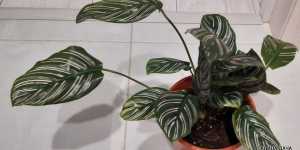 Калатея украшенная Сандериана. Мое новое растение