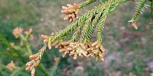 Криптомерия. Общие сведения