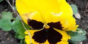 Фиалка (виола) - многочисленный род семейства