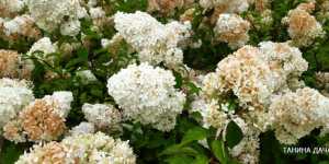 Гортензия метельчатая – воздушное облако