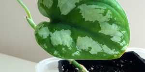 Сциндапсус Sp Black mamba mutation. Мое растение