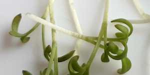 Микрозелень. Кресс салат в съемных вкладышах