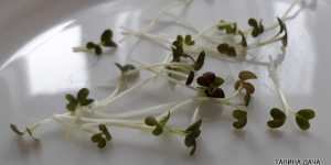 Микрозелень. Капуста японская Мицуна