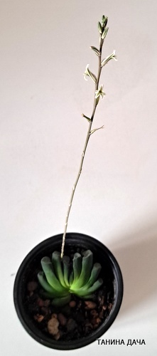 Хавортия трунката. Цветение