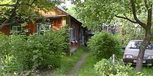 Шиповник — красивый кустарник с полезными плодами