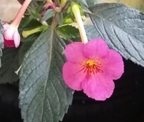 Ахименес - первый опыт