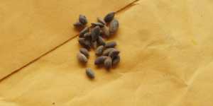 Китайский "лохотрон" или честная торговля? Семена. Калатея