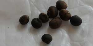 Китайский "лохотрон" или честная торговля? Семена. Бугенвиллея