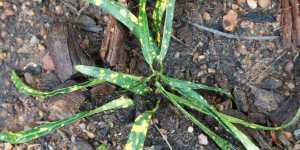 Укореняю верхушки двух видов кодиеума