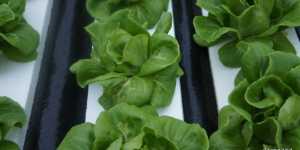 Салат -латук и помидоры. Есть проблемы - есть решение