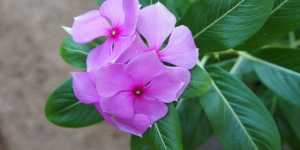 Размножение винки (барвинка) черенкованием