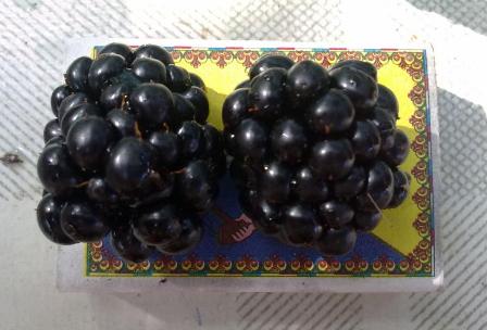 Ежевика садовая - любимая ягода