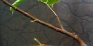 У меня неожиданное пополнение