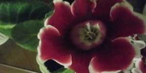 Глоксинии - я снова не устояла. Посев семян.