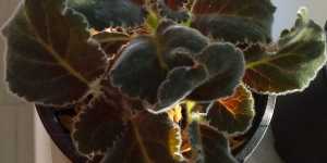 Выращивание глоксинии посадкой клубней после неудач размножения семенами