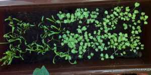 Огород на лоджии. Пряные и зеленые культуры