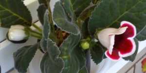 Глоксинии сортов Кайзер Фридрих и Кайзер Вильгельм