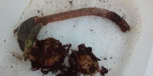 Размножение глоксинии целым листом. Первый результат