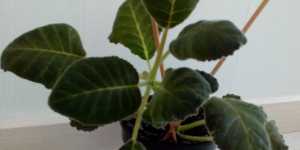 Не совсем удачное мое выращивание глоксиний