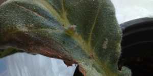 Размножение глоксинии целым листом. Второй результат