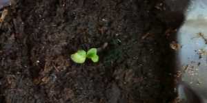 Сеянцы глоксиний. Условия одинаковые, а результат разный