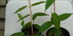 Мандевилла (дипладения) лаха. Первый год выращивания