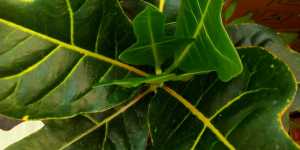 Кротону благоприятно в комнатных условиях