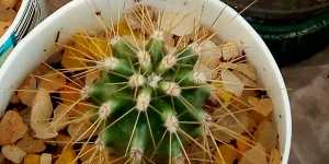 Эхиноцереус. Общие данные и мои кактусы, выращенные из семян