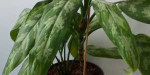 Аглаонема Трейба