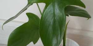 Филодендрон дольчатый. Характеристика и мое растение