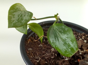 Хойя Биакенсис сплеш. Характеристика и мое растение