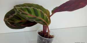 Калатея Медальон. Характеристика и мое растение