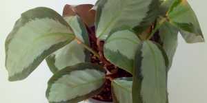 Калатеи требовательны к условиям содержания