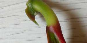 Кротон. Размножение листом