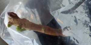 Кротон. Омоложение путем обрезки верхушки ствола