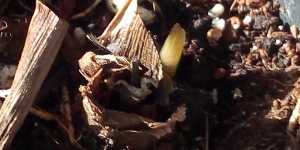 Калатея Медальон. Приятный сюрприз