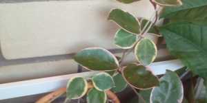 Обрезка стеблей хойи