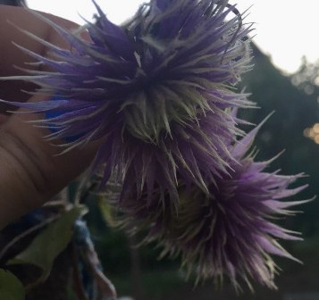 Клематис - сюрпризы от продавца