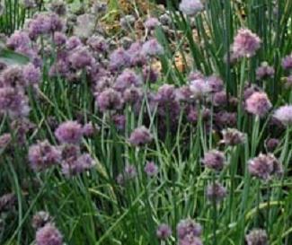 Многолетний лук