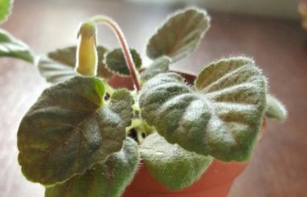 Минисиннингии - знакомство