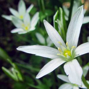 Орнитогалум