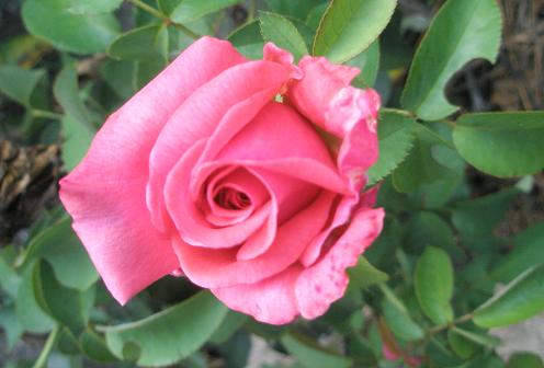 Осенние многолетники на клумбе