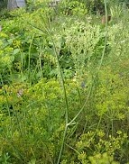 Мята перечная