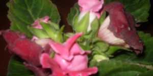 Правильный уход за глоксинией